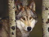 Thedirewolvens